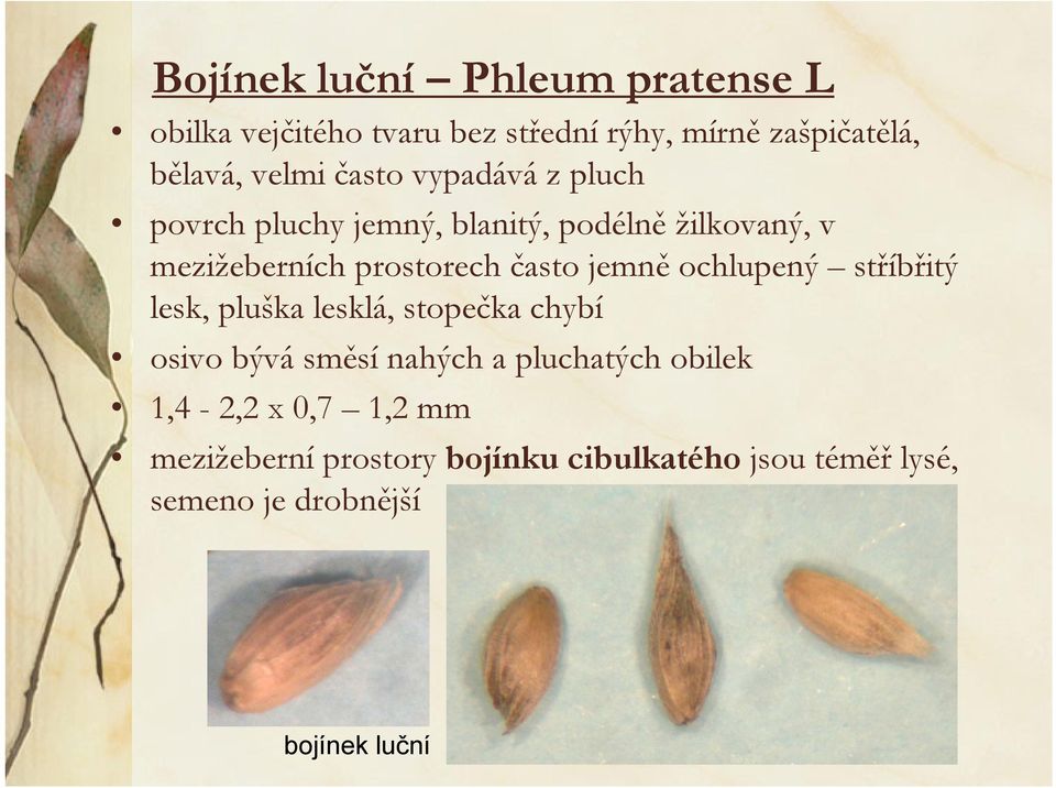 jemně ochlupený stříbřitý lesk, pluška lesklá, stopečka chybí osivo bývá směsí nahých a pluchatých obilek
