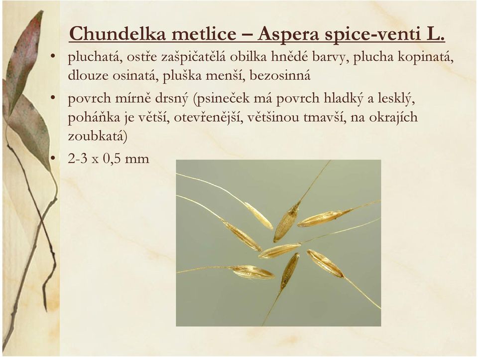dlouze osinatá, pluška menší, bezosinná povrch mírně drsný (psineček
