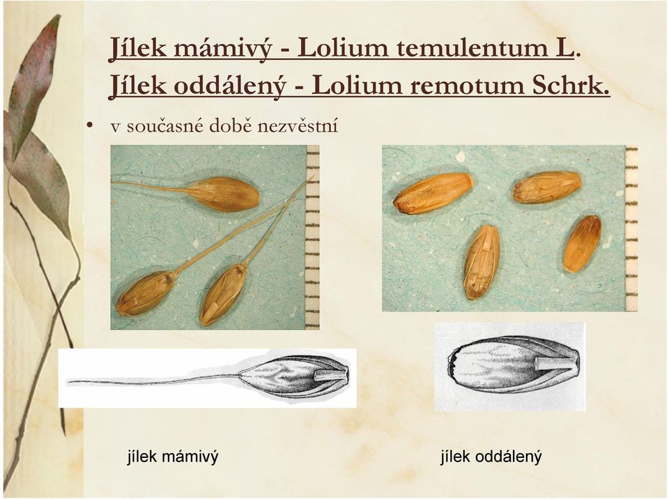 Jílek oddálený - Lolium remotum