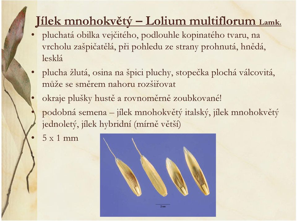 prohnutá, hnědá, lesklá plucha žlutá, osina na špici pluchy, stopečka plochá válcovitá, může se směrem