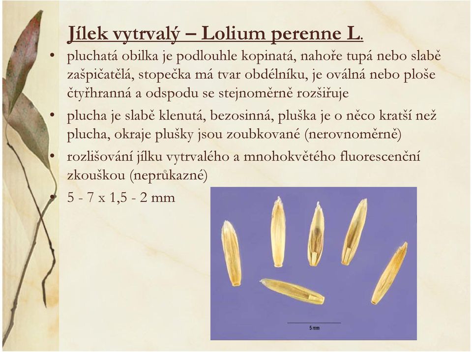 je oválná nebo ploše čtyřhranná a odspodu se stejnoměrně rozšiřuje plucha je slabě klenutá, bezosinná,