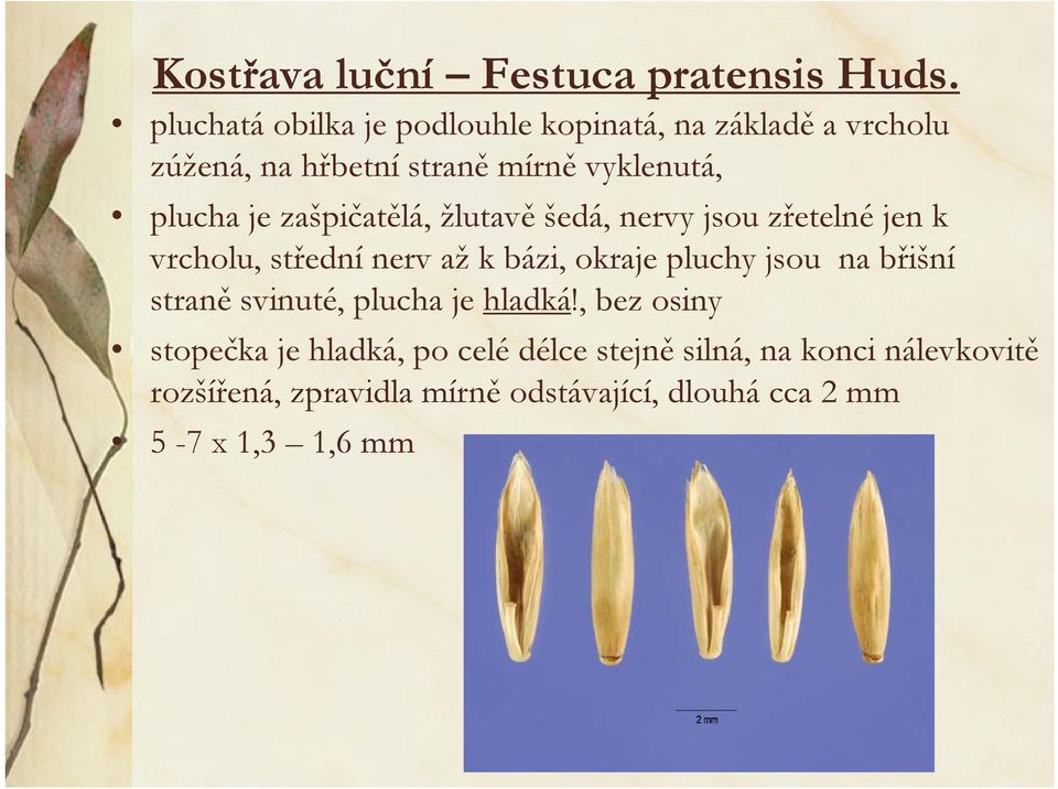 zašpičatělá, žlutavě šedá, nervy jsou zřetelné jen k vrcholu, střední nerv až k bázi, okraje pluchy jsou na