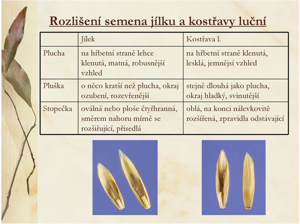 rozevřenější oválná nebo ploše čtyřhranná, směrem nahoru mírně se rozšiřující, přisedlá na hřbetní straně