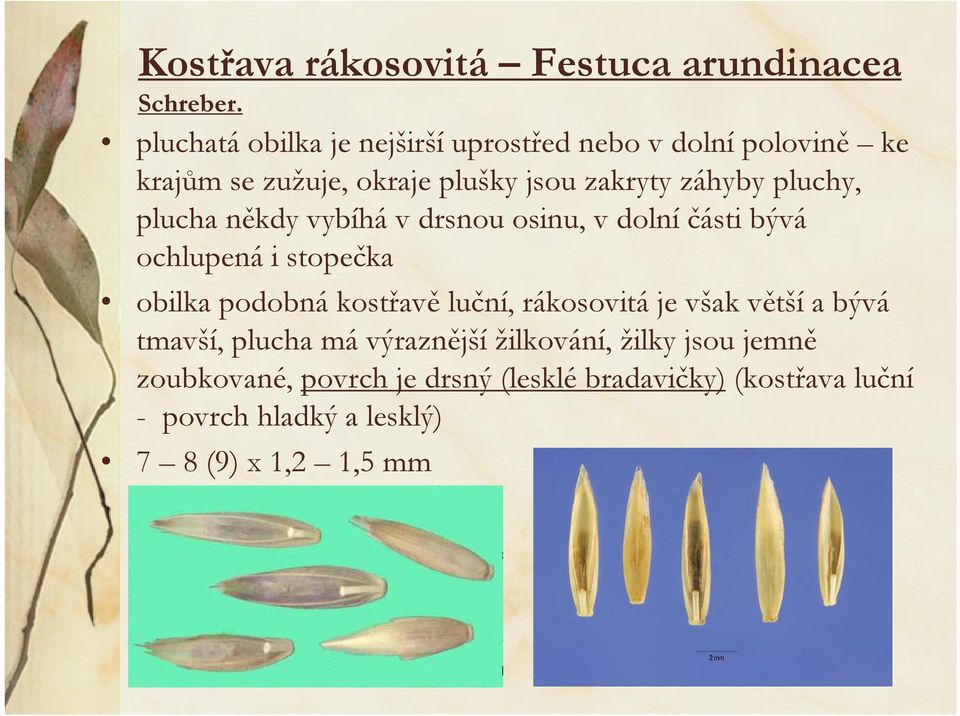pluchy, plucha někdy vybíhá v drsnou osinu, v dolní části bývá ochlupená i stopečka obilka podobná kostřavě luční,