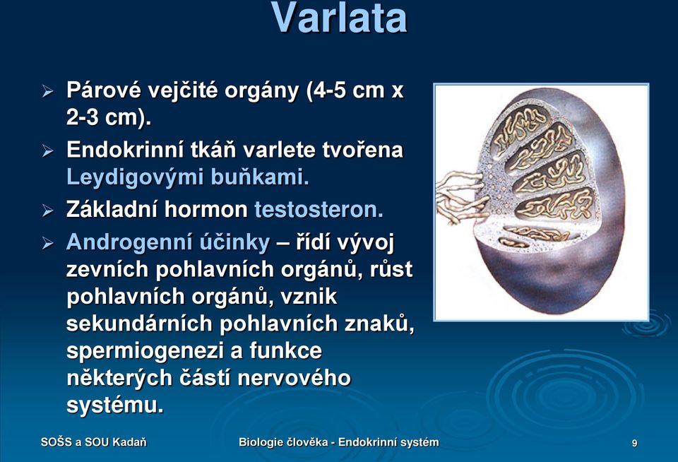 Androgenní účinky řídí vývoj zevních pohlavních orgánů, růst pohlavních orgánů, vznik