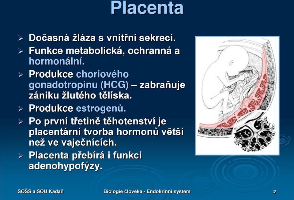 Produkce estrogenů.