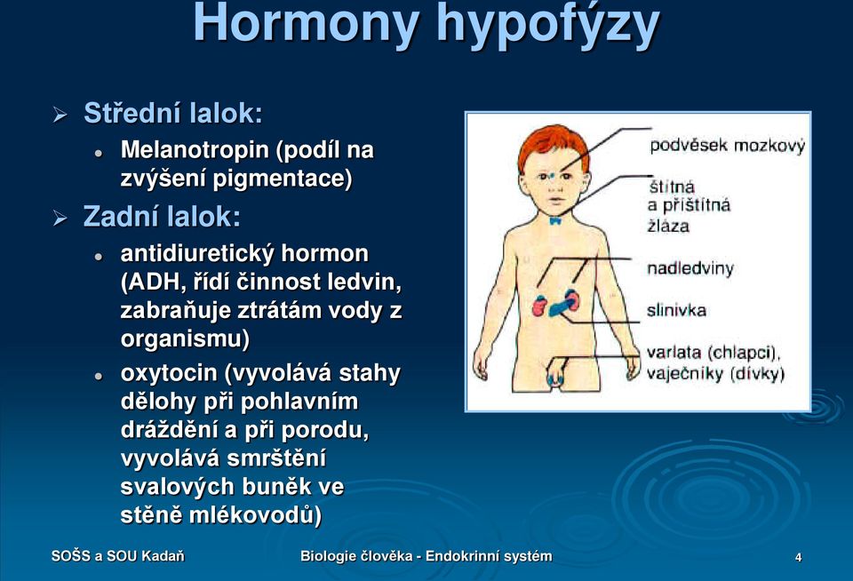 oxytocin (vyvolává stahy dělohy při pohlavním dráždění a při porodu, vyvolává smrštění