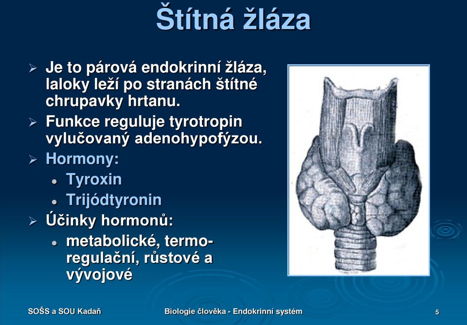 Hormony: Tyroxin Trijódtyronin Účinky hormonů: metabolické,