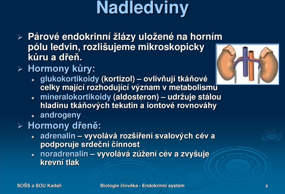 (aldosteron) udržuje stálou hladinu tkáňových tekutin a iontové rovnováhy androgeny Hormony dřeně: adrenalin vyvolává rozšíření