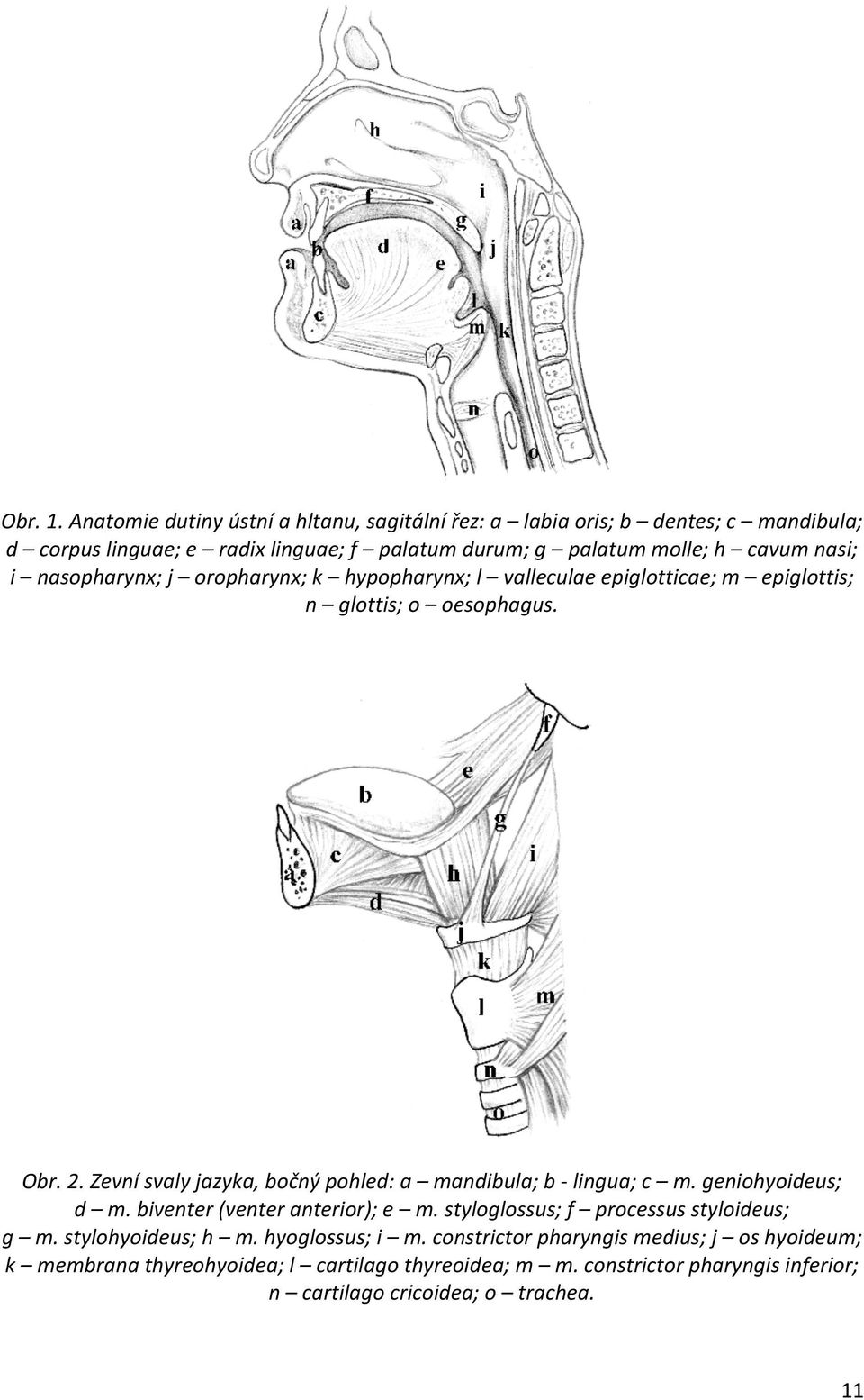 nasi; i nasopharynx; j oropharynx; k hypopharynx; l valleculae epiglotticae; m epiglottis; n glottis; o oesophagus. Obr. 2.