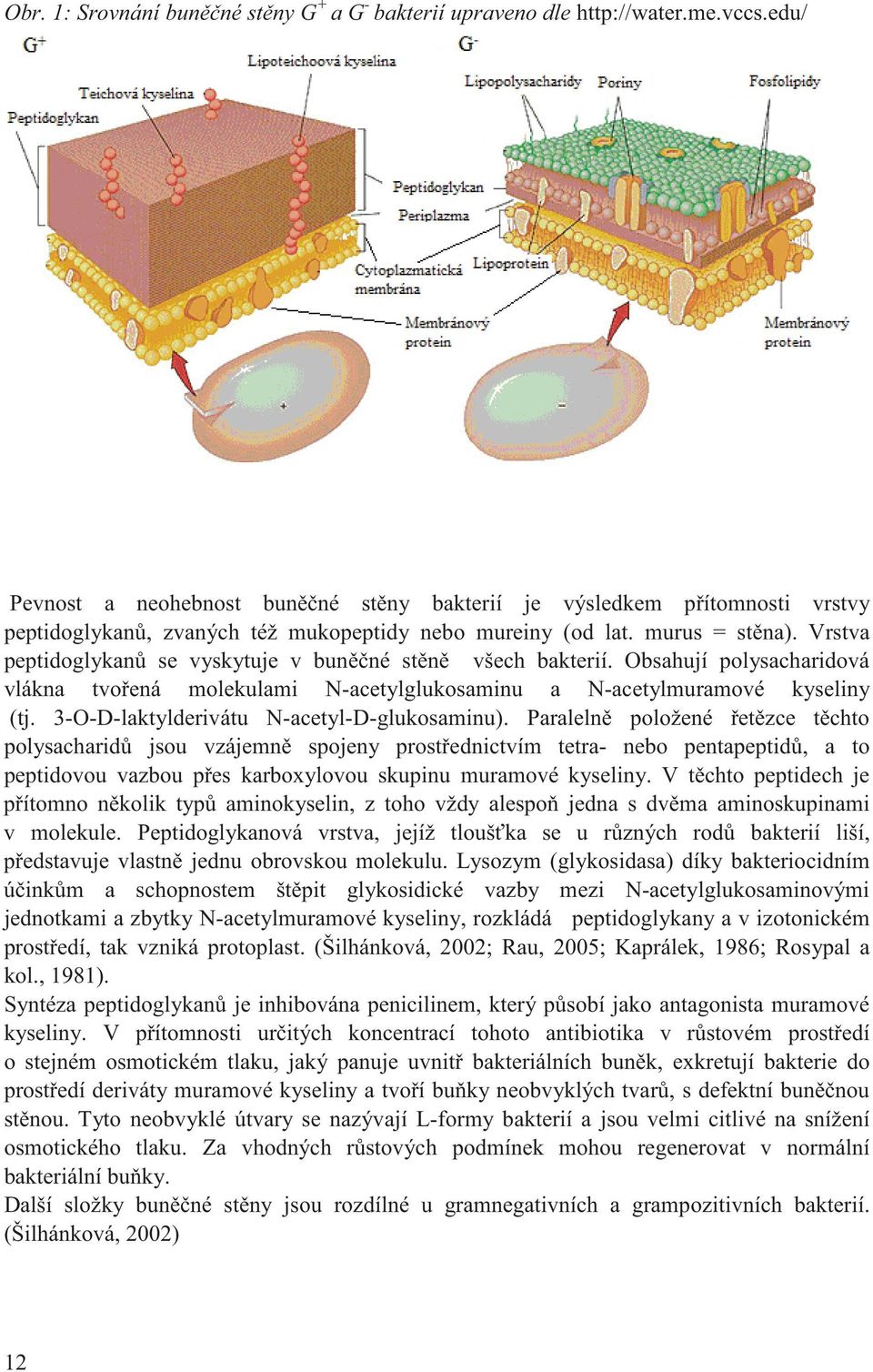 Vrstva peptidoglykan se vyskytuje v bun né st n všech bakterií. Obsahují polysacharidová vlákna tvo ená molekulami N-acetylglukosaminu a N-acetylmuramové kyseliny (tj.