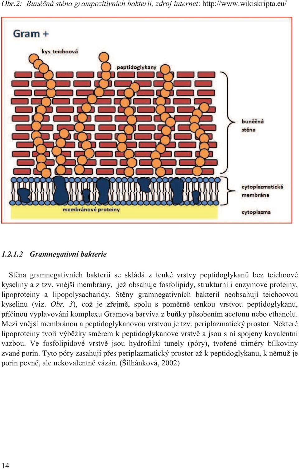 vn jší membrány, jež obsahuje fosfolipidy, strukturní i enzymové proteiny, lipoproteiny a lipopolysacharidy. St ny gramnegativních bakterií neobsahují teichoovou kyselinu (viz. Obr.