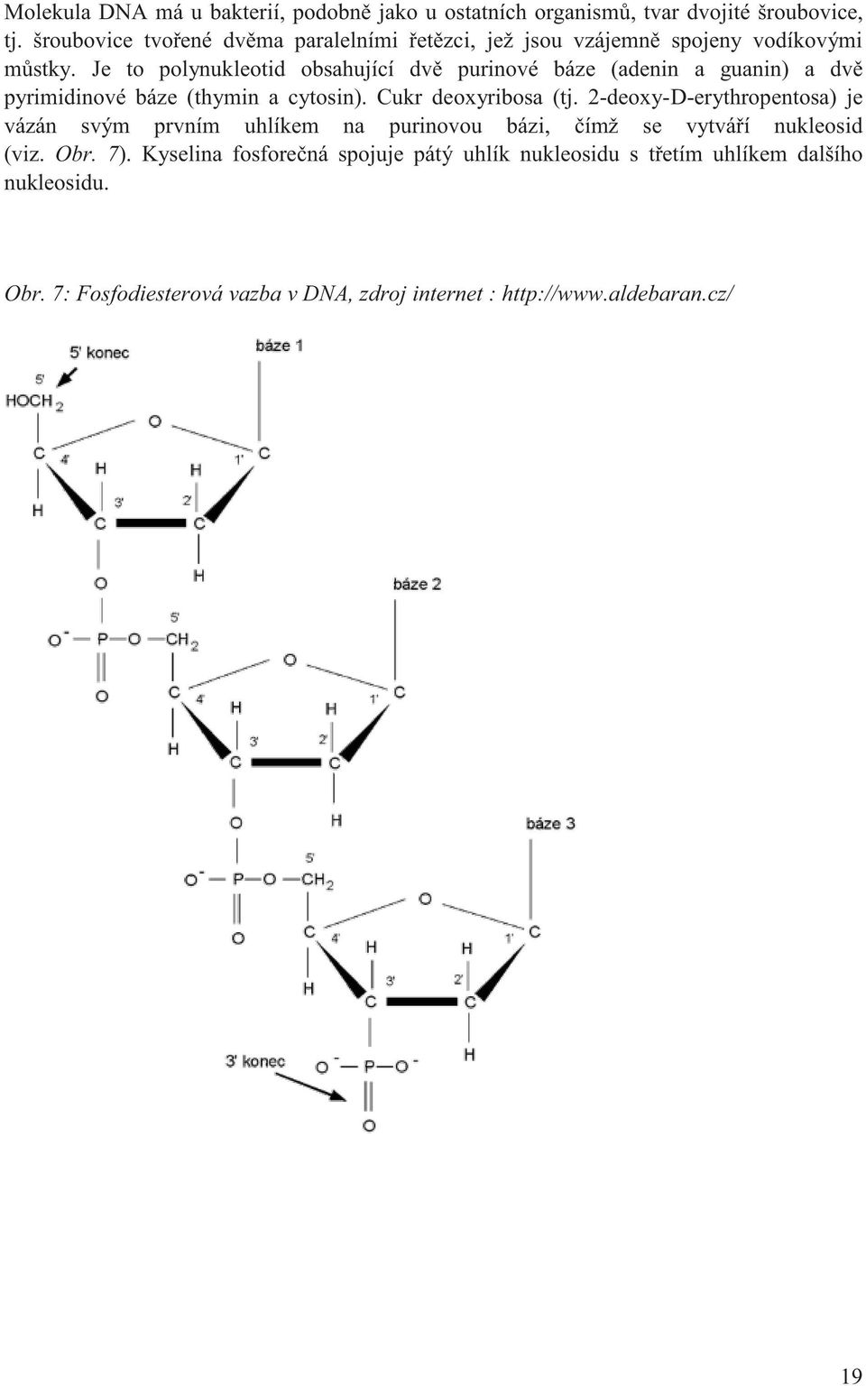 Je to polynukleotid obsahující dv purinové báze (adenin a guanin) a dv pyrimidinové báze (thymin a cytosin). Cukr deoxyribosa (tj.