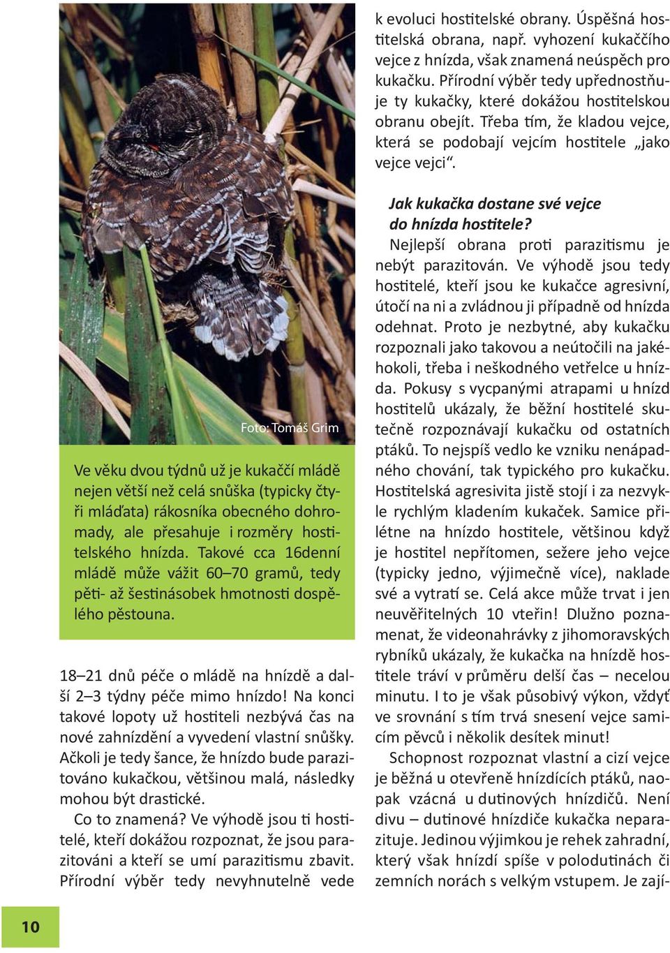 Foto: Tomáš Grim Ve věku dvou týdnů už je kukaččí mládě nejen větší než celá snůška (typicky čtyři mláďata) rákosníka obecného dohromady, ale přesahuje i rozměry hostitelského hnízda.