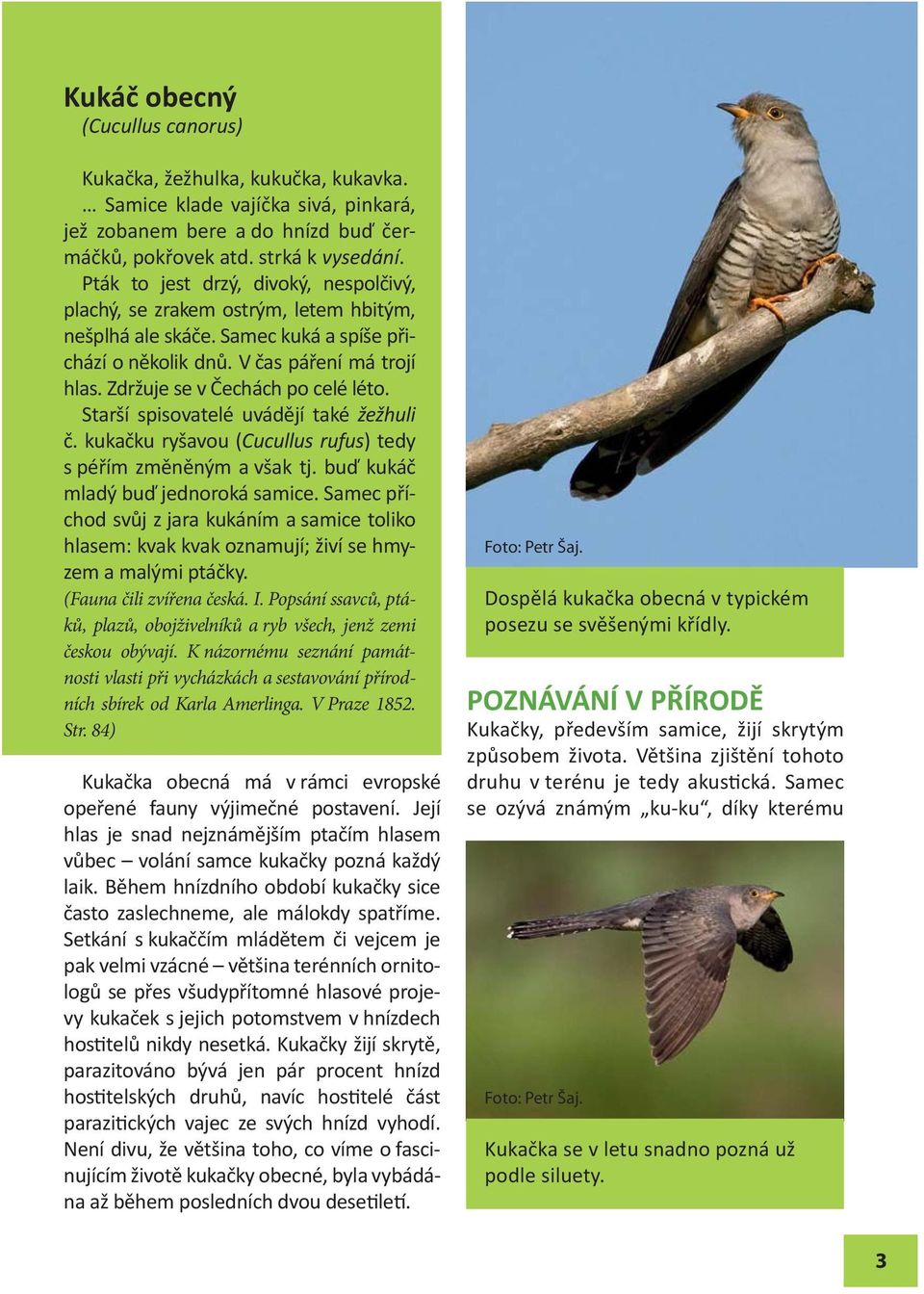 Zdržuje se v Čechách po celé léto. Starší spisovatelé uvádějí také žežhuli č. kukačku ryšavou (Cucullus rufus) tedy s péřím změněným a však tj. buď kukáč mladý buď jednoroká samice.