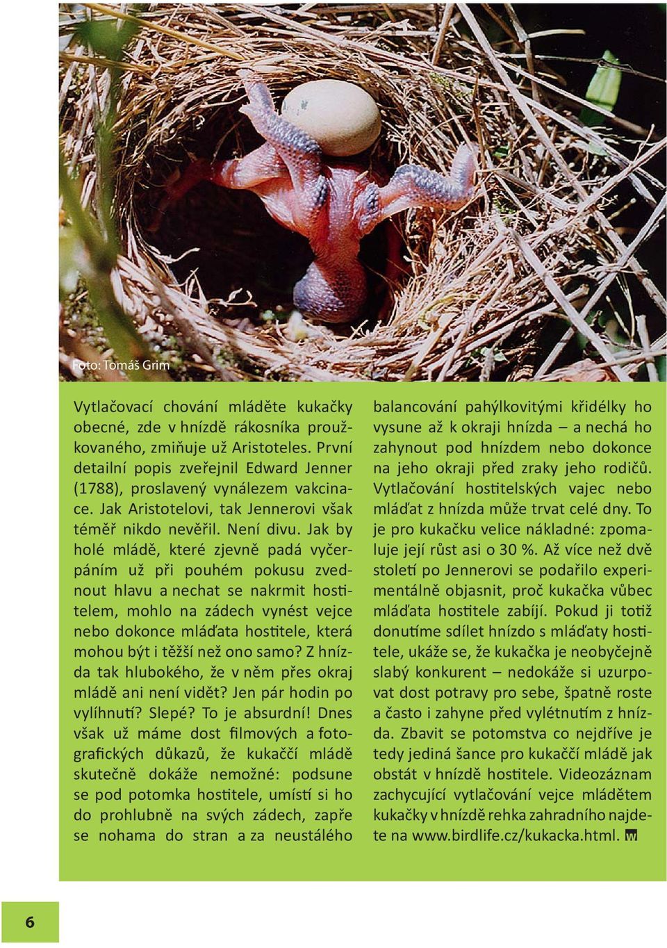 Jak by holé mládě, které zjevně padá vyčerpáním už při pouhém pokusu zvednout hlavu a nechat se nakrmit hostitelem, mohlo na zádech vynést vejce nebo dokonce mláďata hostitele, která mohou být i
