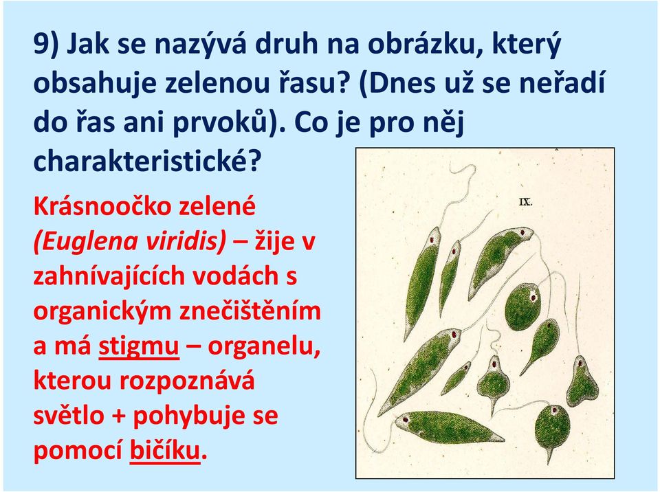 Krásnoočko zelené (Euglena viridis) žije v zahnívajících vodách s