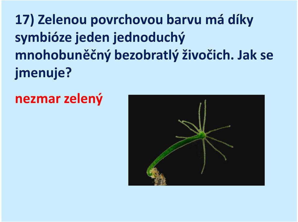 mnohobuněčný bezobratlý