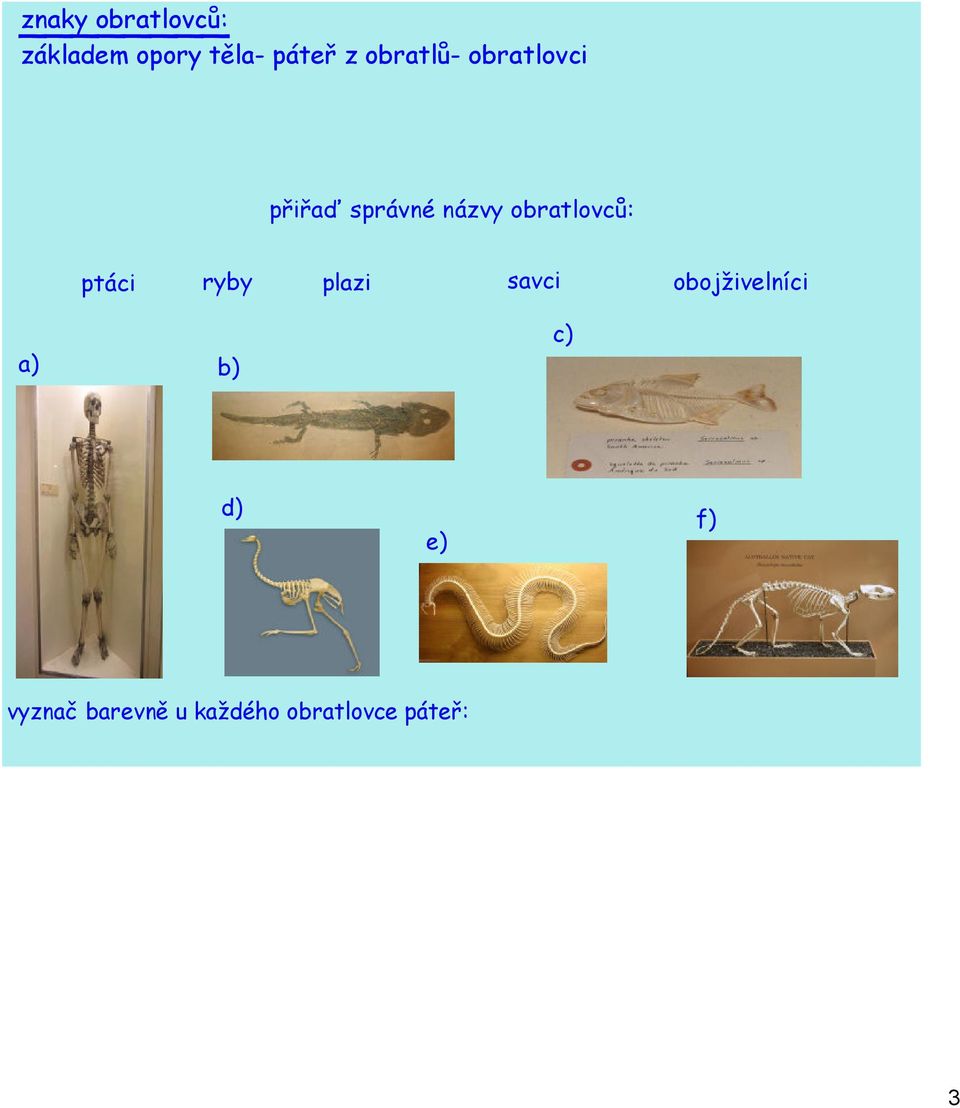 obratlovc : ptáci ryby plazi savci obojživelníci