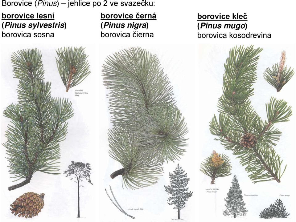 sosna borovice černá (Pinus nigra) borovica