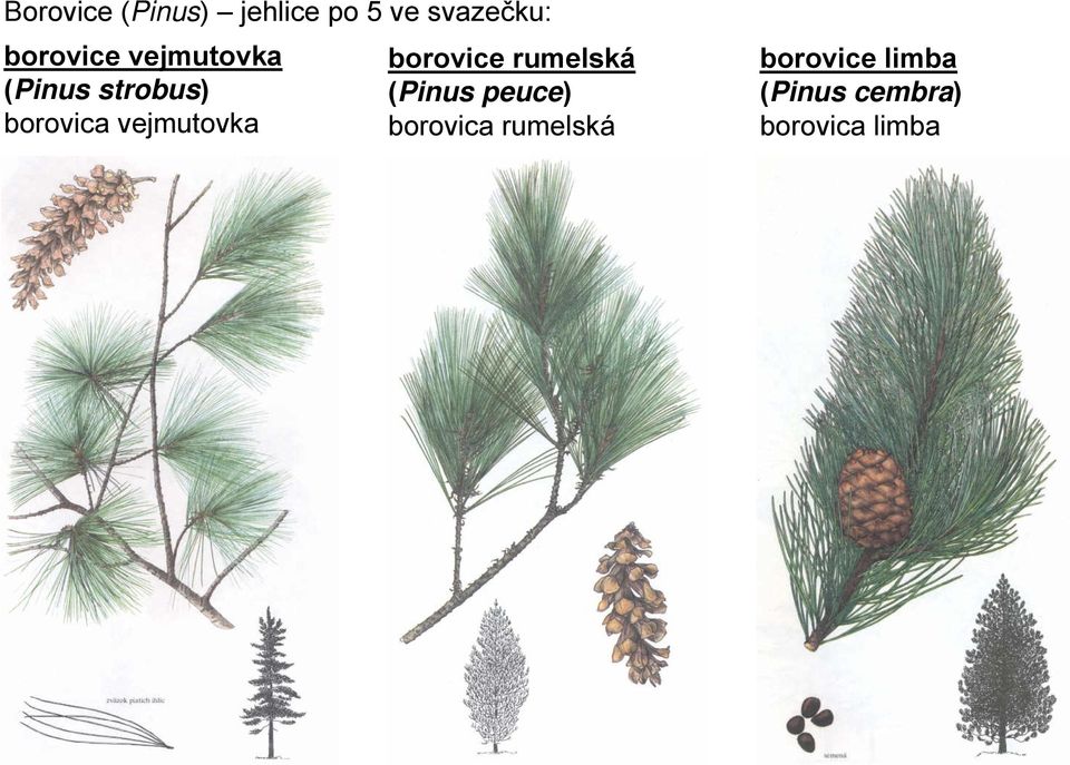 vejmutovka borovice rumelská (Pinus peuce)
