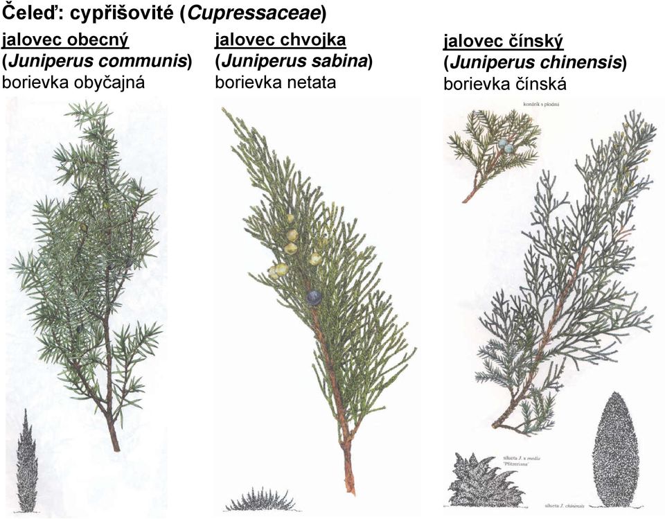 jalovec chvojka (Juniperus sabina) borievka