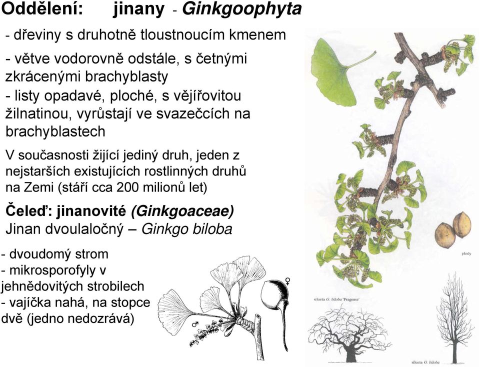 jediný druh, jeden z nejstarších existujících rostlinných druhů na Zemi (stáří cca 200 milionů let) Čeleď: jinanovité