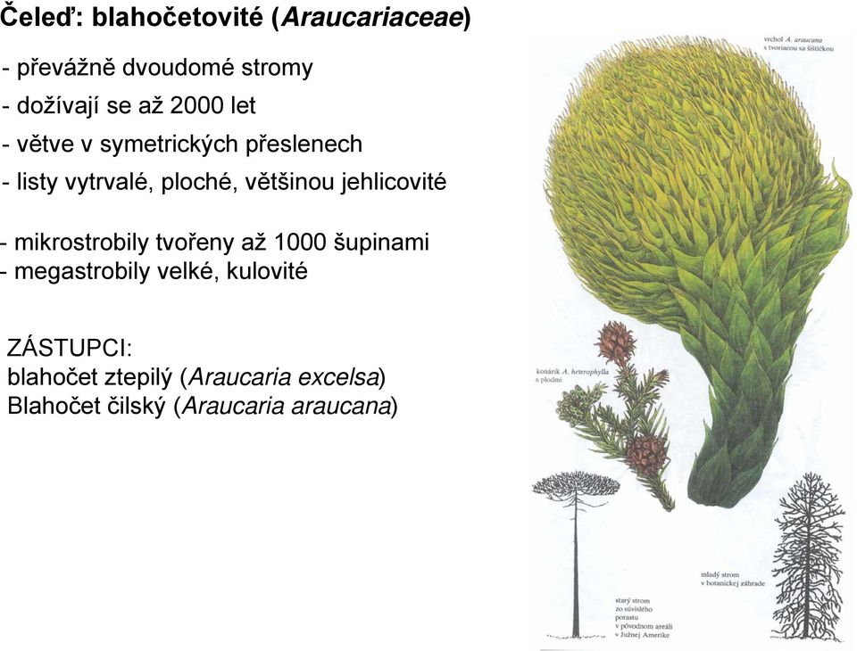 jehlicovité - mikrostrobily tvořeny až 1000 šupinami - megastrobily velké,