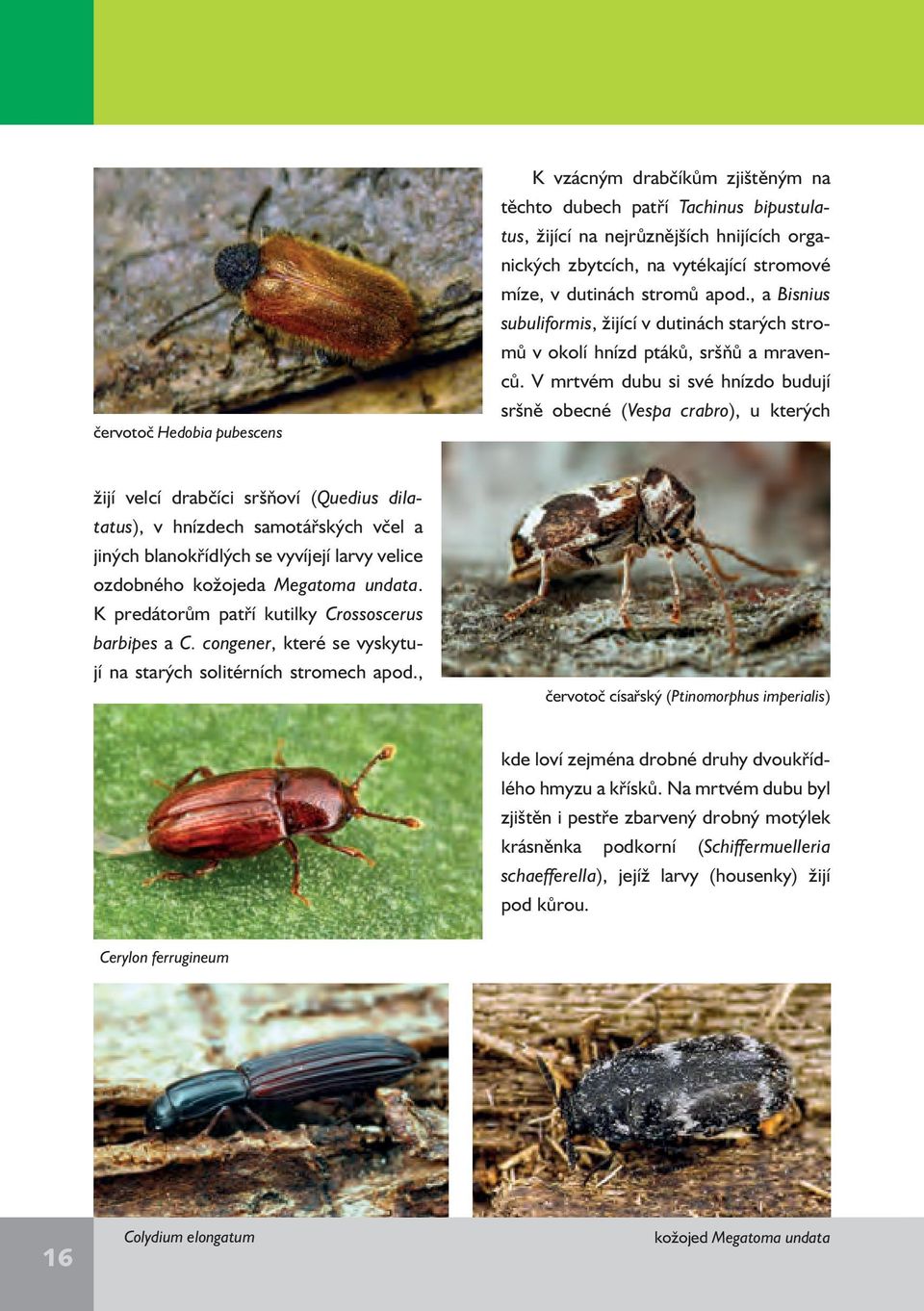 V mrtvém dubu si své hnízdo budují sršně obecné (Vespa crabro), u kterých žijí velcí drabčíci sršňoví (Quedius dilatatus), v hnízdech samotářských včel a jiných blanokřídlých se vyvíjejí larvy velice