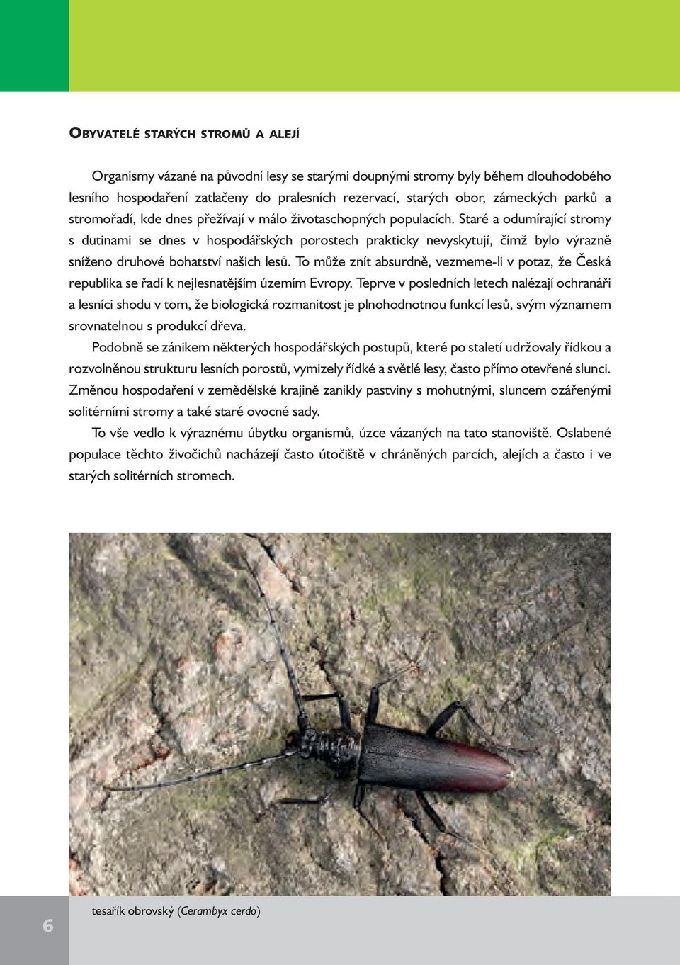 Staré a odumírající stromy s dutinami se dnes v hospodářských porostech prakticky nevyskytují, čímž bylo výrazně sníženo druhové bohatství našich lesů.