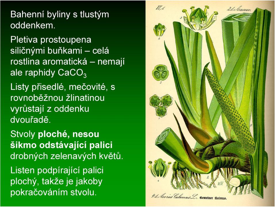 3 Listy přisedlé, mečovité, s rovnoběžnou žlinatinou vyrůstají z oddenku dvouřadě.