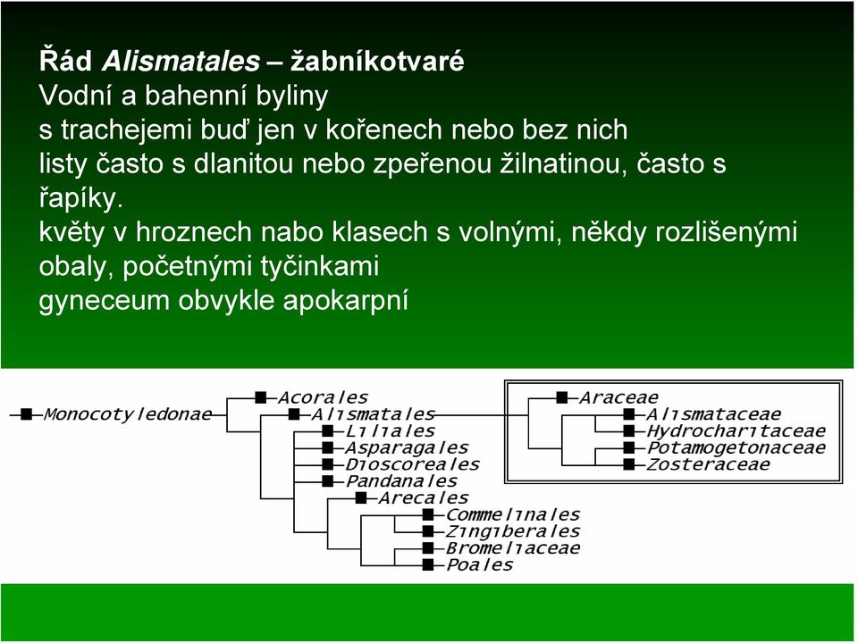 žilnatinou, často s řapíky.