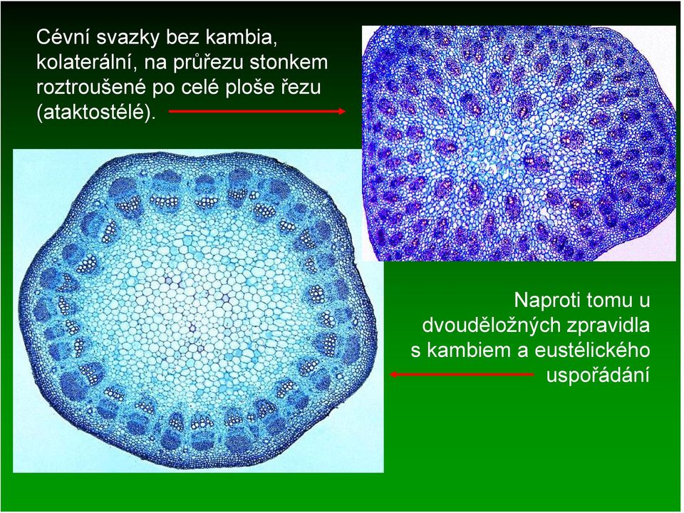 řezu (ataktostélé).