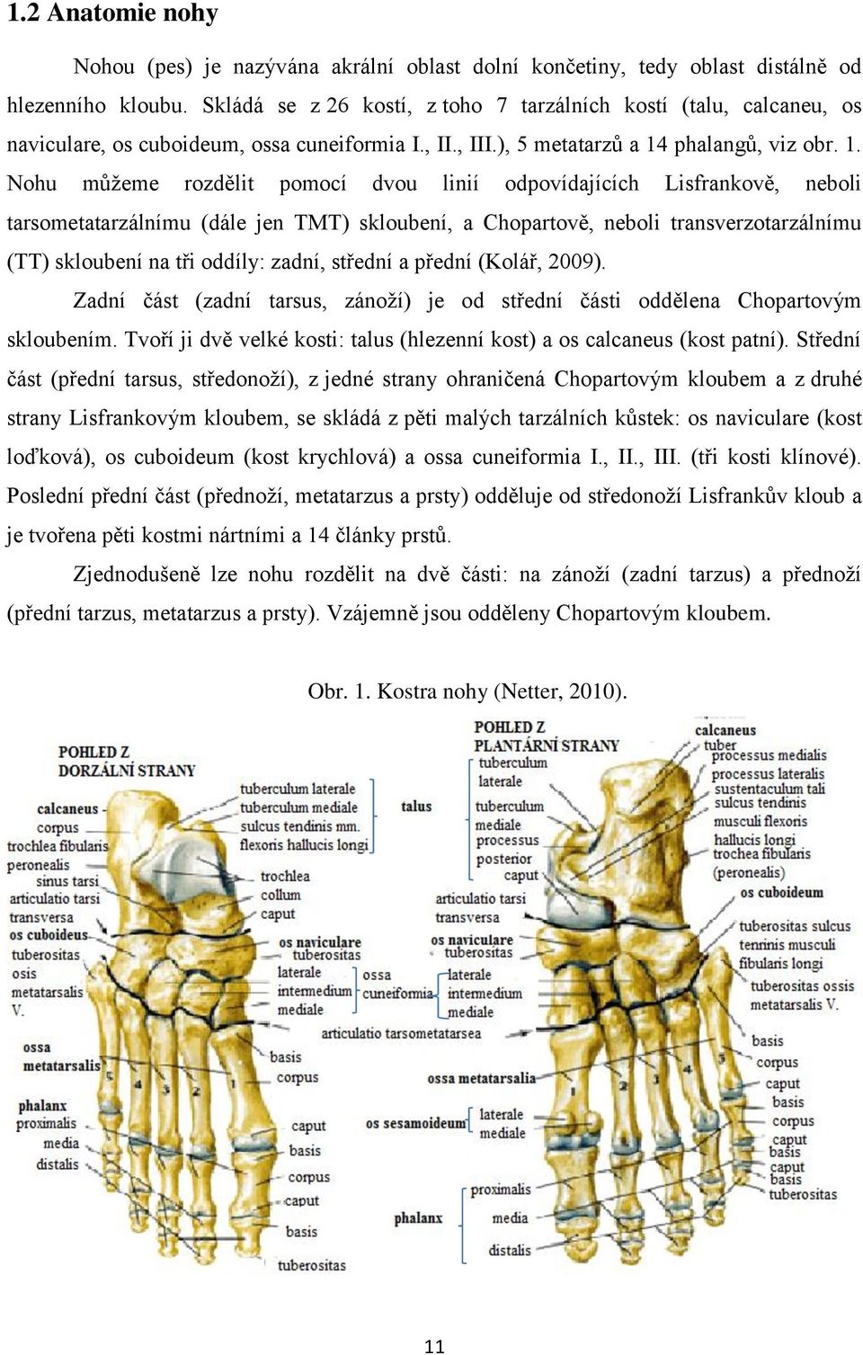 phalangů, viz obr. 1.