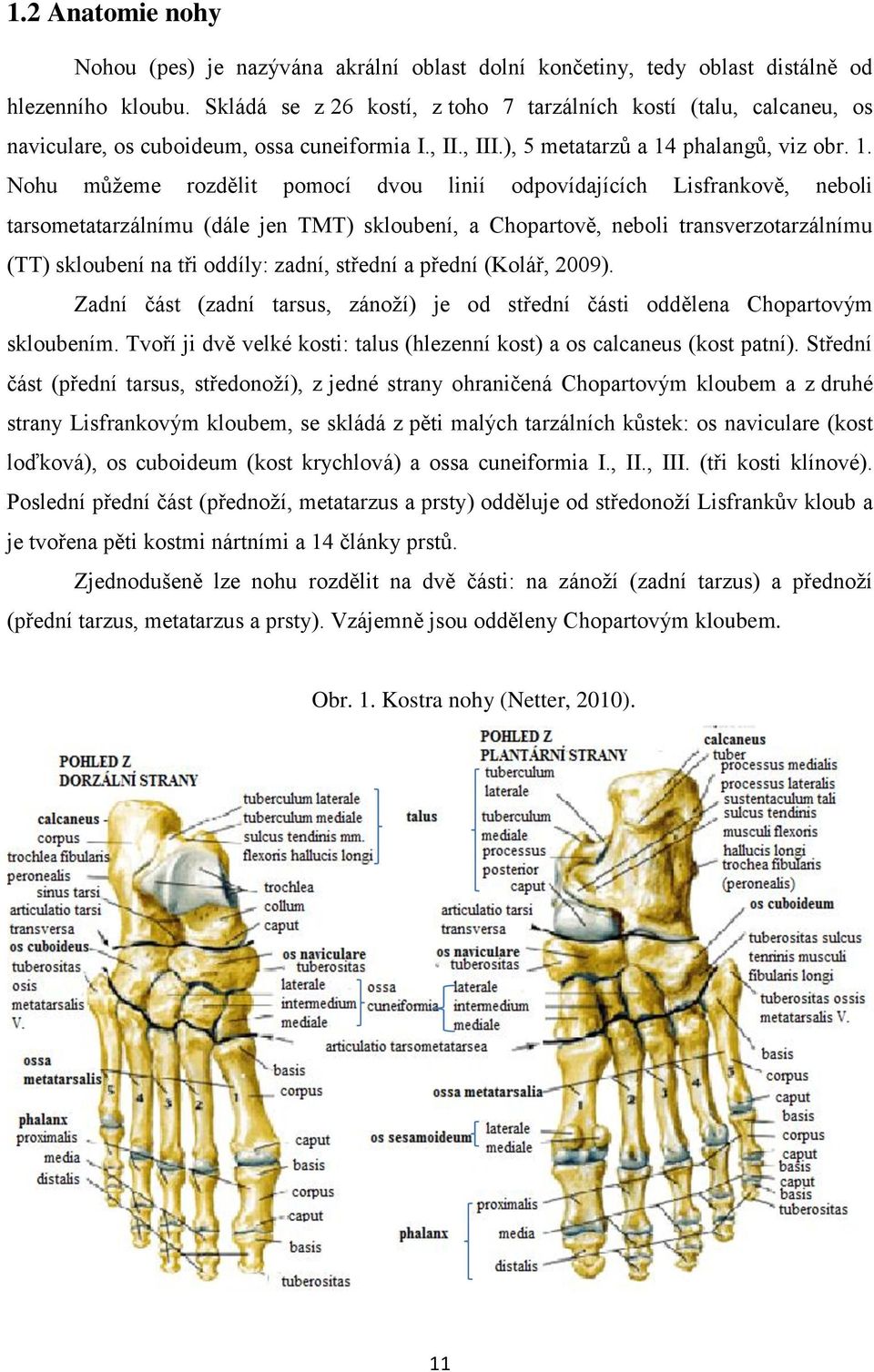 phalangů, viz obr. 1.