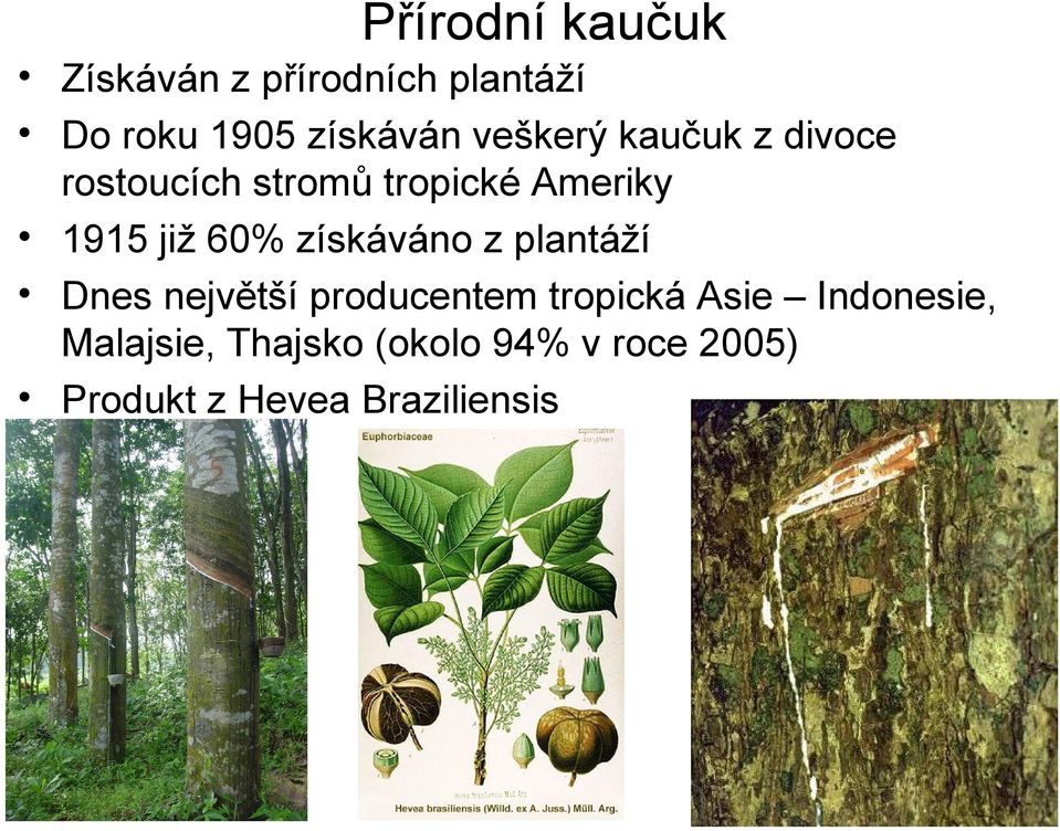 60% získáváno z plantáží Dnes největší producentem tropická Asie