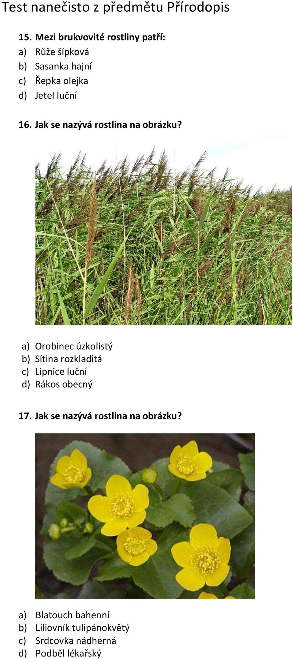 a) Orobinec úzkolistý b) Sítina rozkladitá c) Lipnice luční d) Rákos obecný 17.