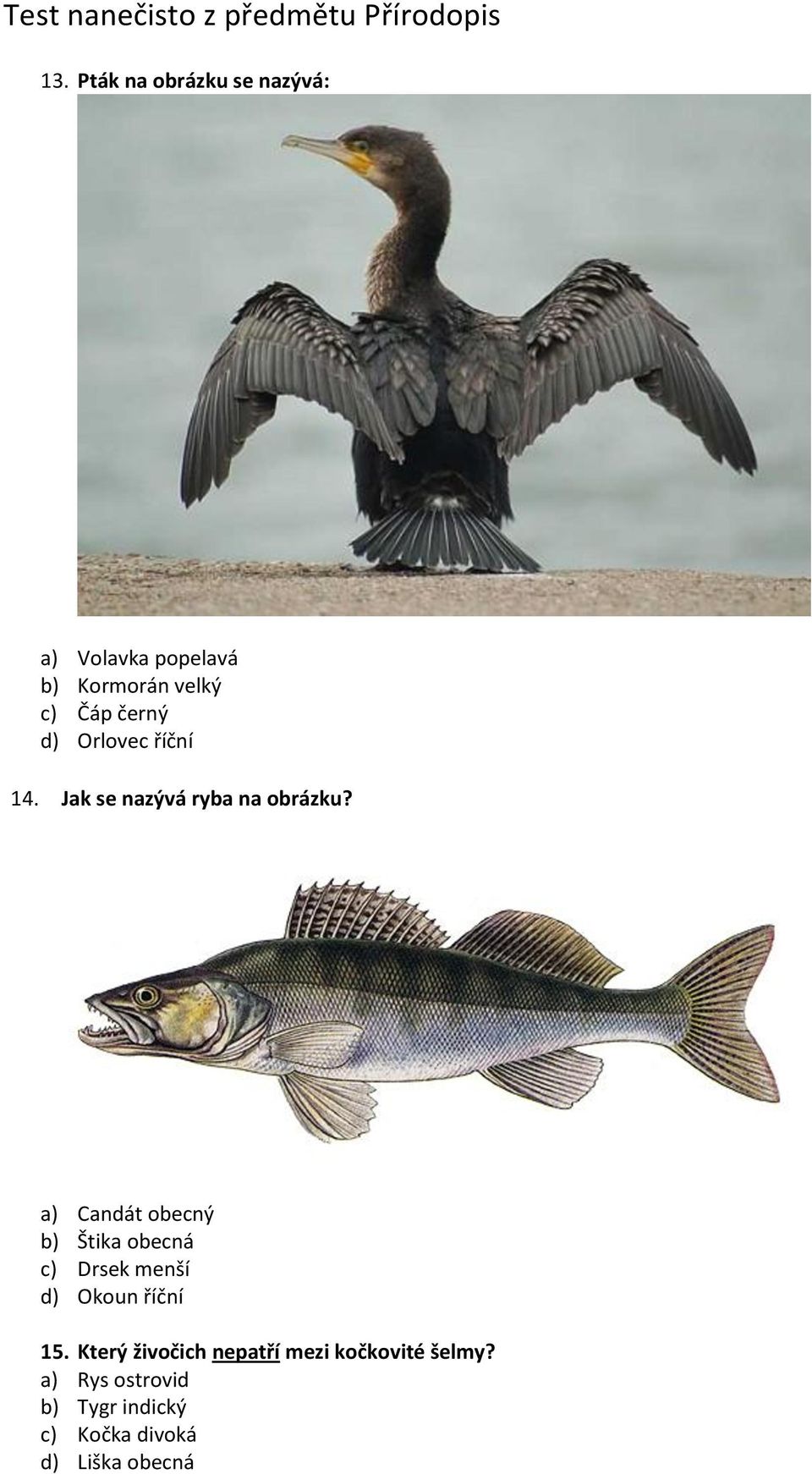 a) Candát obecný b) Štika obecná c) Drsek menší d) Okoun říční 15.