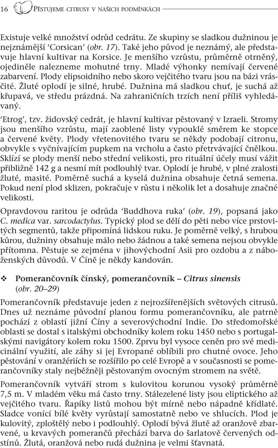 Plody elipsoidního nebo skoro vejčitého tvaru jsou na bázi vrásčité. Žluté oplodí je silné, hrubé. Dužnina má sladkou chuť, je suchá až křupavá, ve středu prázdná.