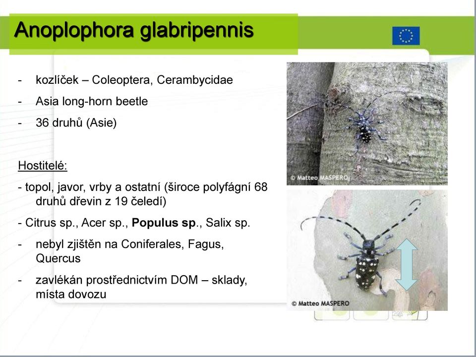 druhů dřevin z 19 čeledí) - Citrus sp., Acer sp., Populus sp., Salix sp.