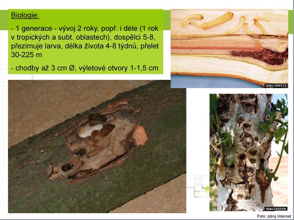 oblastech), dospělci 5-8, přezimuje larva, délka života