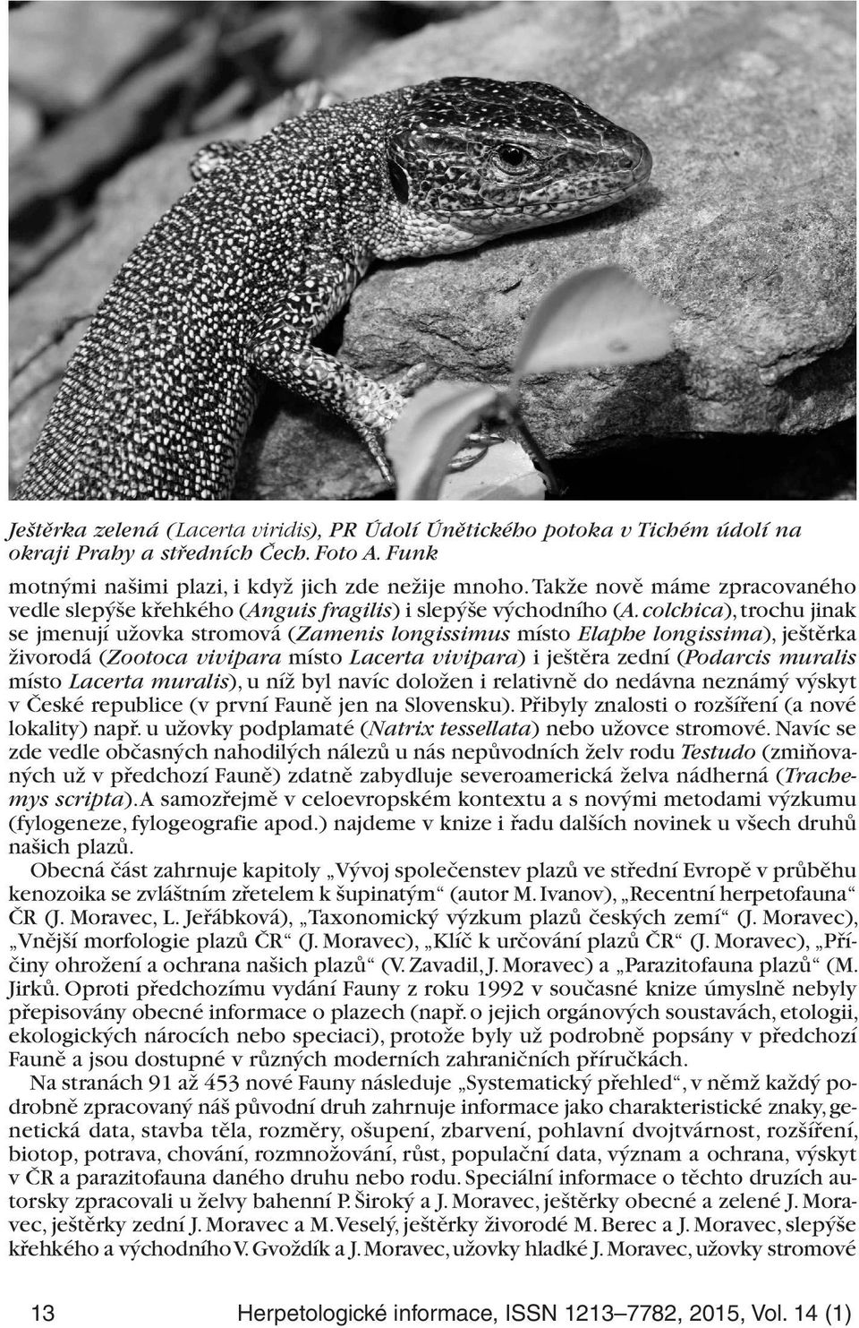 colchica), trochu jinak se jmenují užovka stromová (Zamenis longissimus místo Elaphe longissima), ještěrka živorodá (Zootoca vivipara místo Lacerta vivipara) i ještěra zední (Podarcis muralis místo