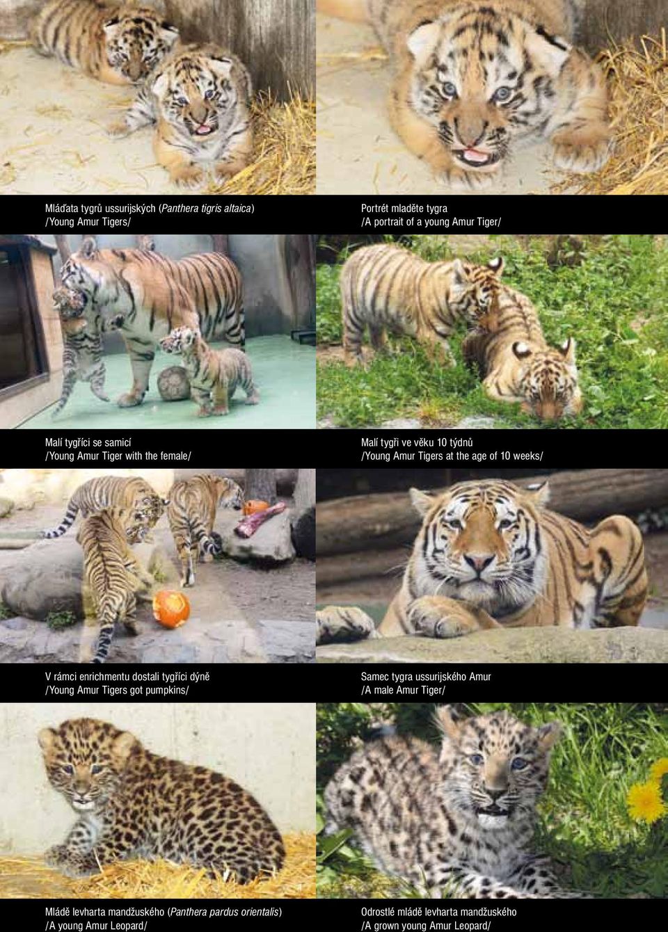 rámci enrichmentu dostali tygříci dýně /Young Amur Tigers got pumpkins/ Samec tygra ussurijského Amur /A male Amur Tiger/ Mládě
