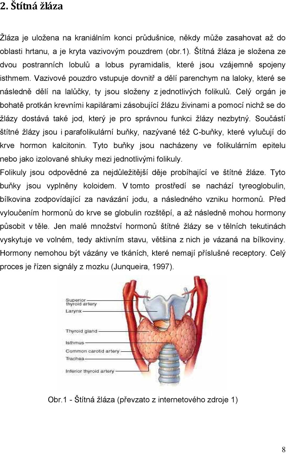 Vazivové pouzdro vstupuje dovnitř a dělí parenchym na laloky, které se následně dělí na lalůčky, ty jsou sloţeny z jednotlivých folikulů.