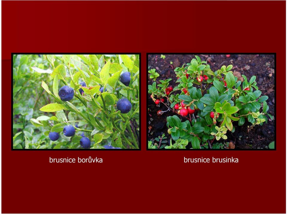 brusinka