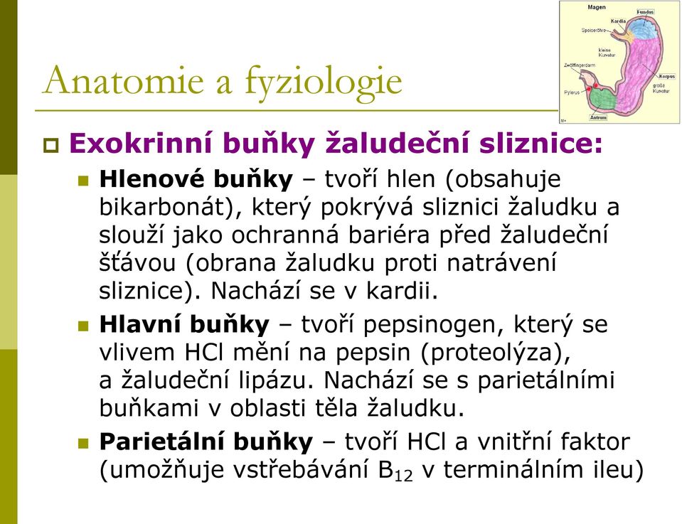 Nachází se v kardii. Hlavní buňky tvoří pepsinogen, který se vlivem HCl mění na pepsin (proteolýza), a ţaludeční lipázu.