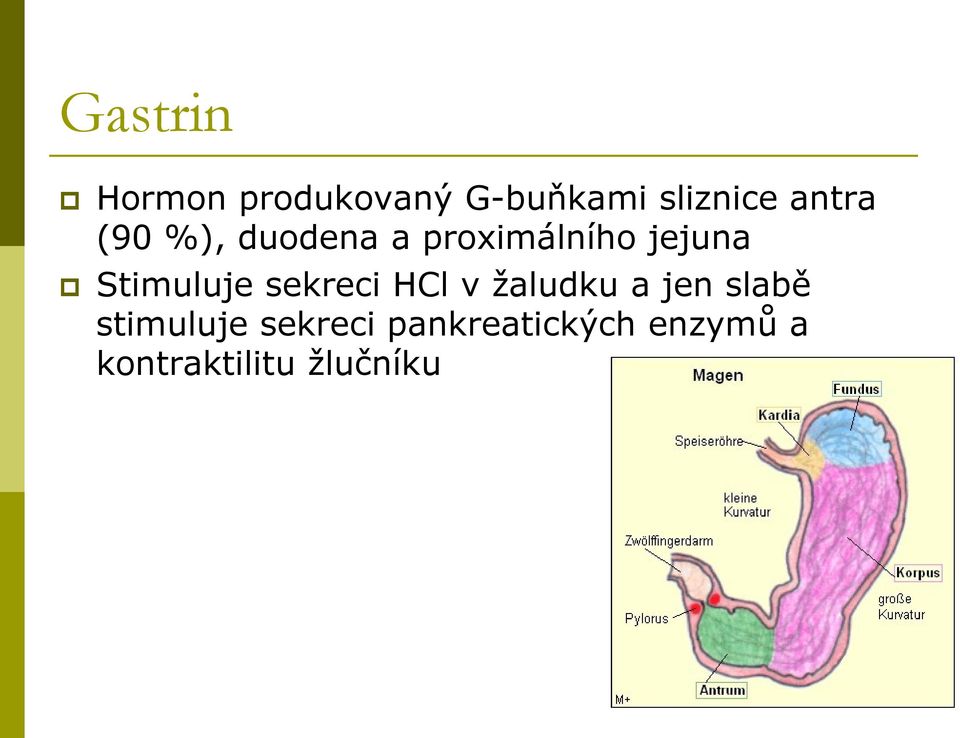 Stimuluje sekreci HCl v ţaludku a jen slabě