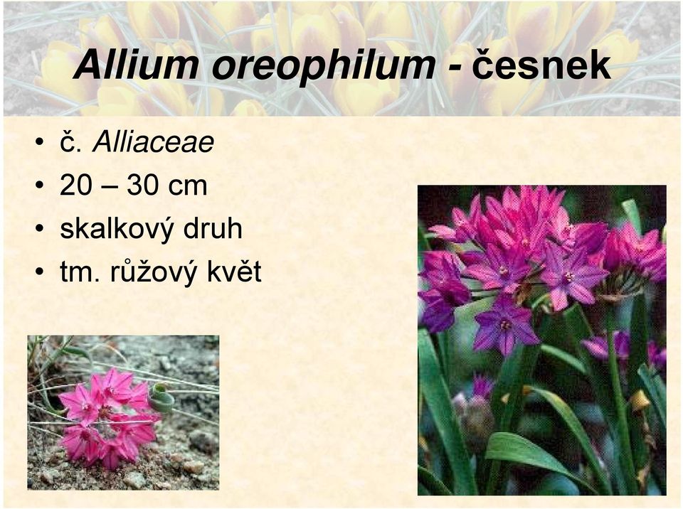 Alliaceae 20 30 cm