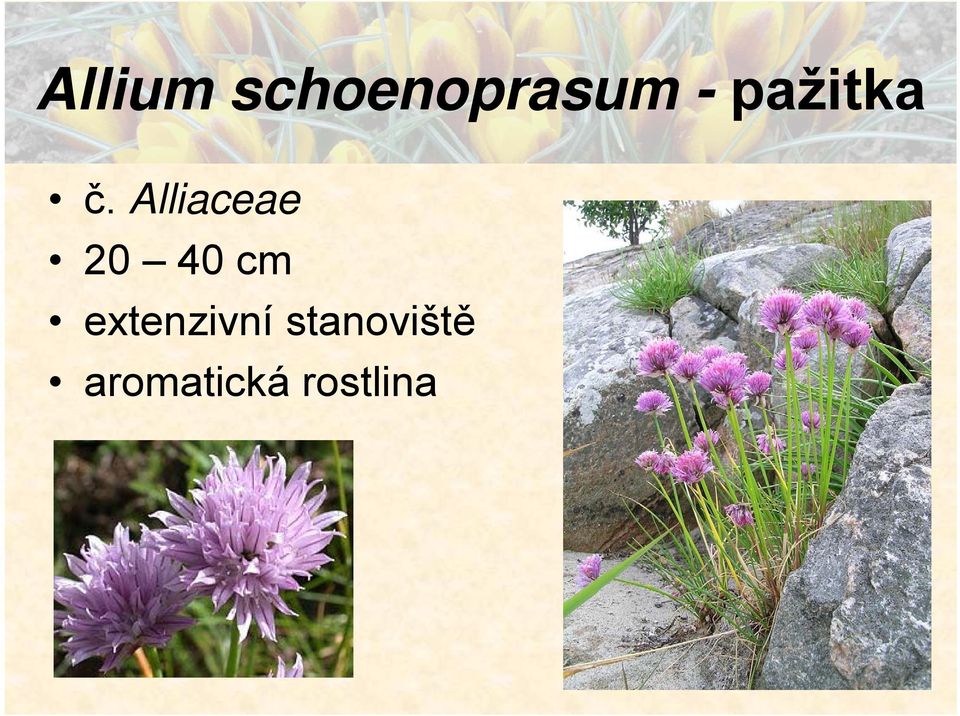 Alliaceae 20 40 cm
