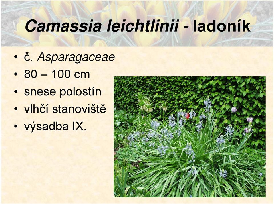 Asparagaceae 80 100 cm